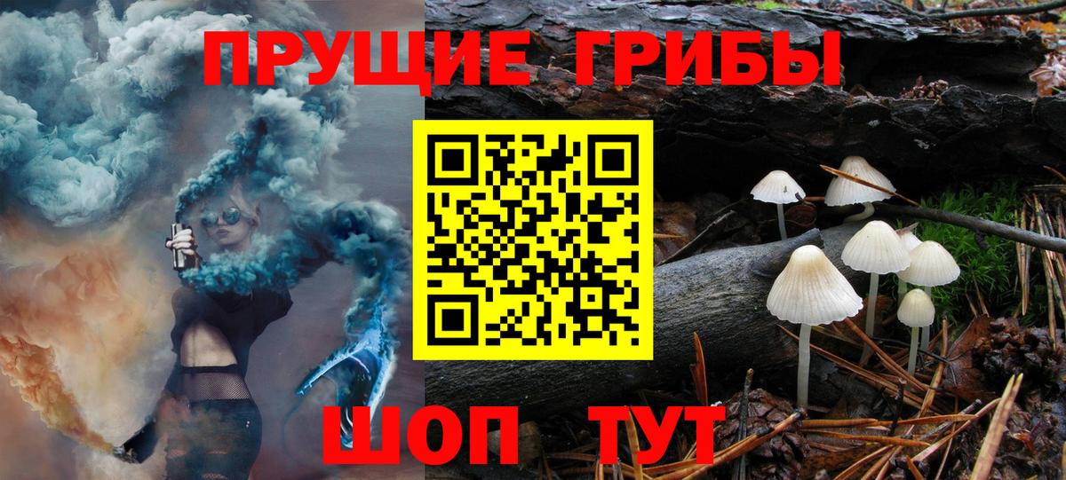 Псилоцибиновые грибы Psilocybe Краснознаменск